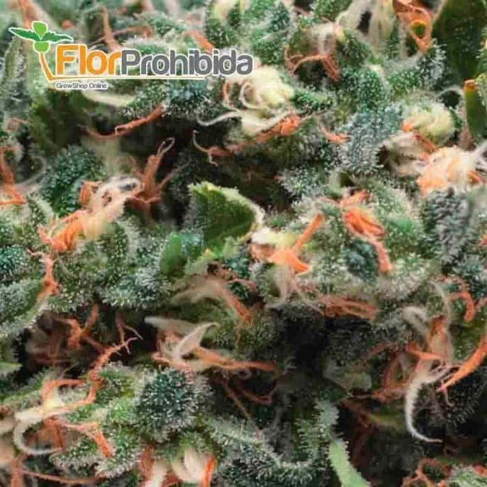 Auto Super OG Kush (Pyramid Seeds) - Semillas autoflorecientes de marihuana.