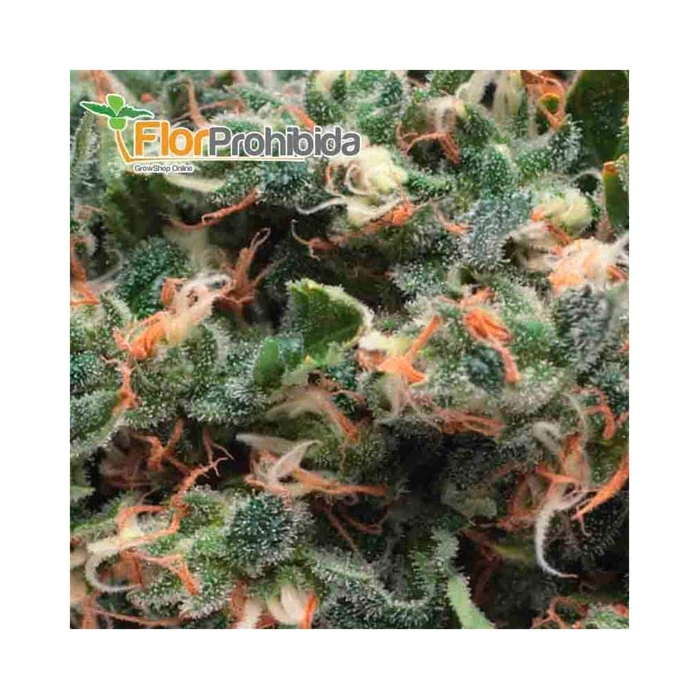 Auto Super OG Kush (Pyramid Seeds) - Semillas autoflorecientes de marihuana.