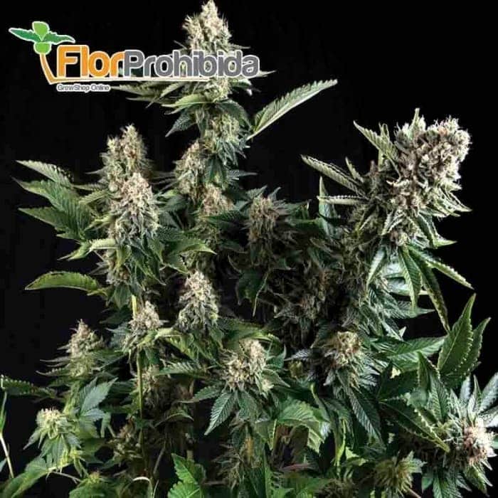 Auto White Widow (Pyramid Seeds) - Semillas autoflorecientes de marihuana.