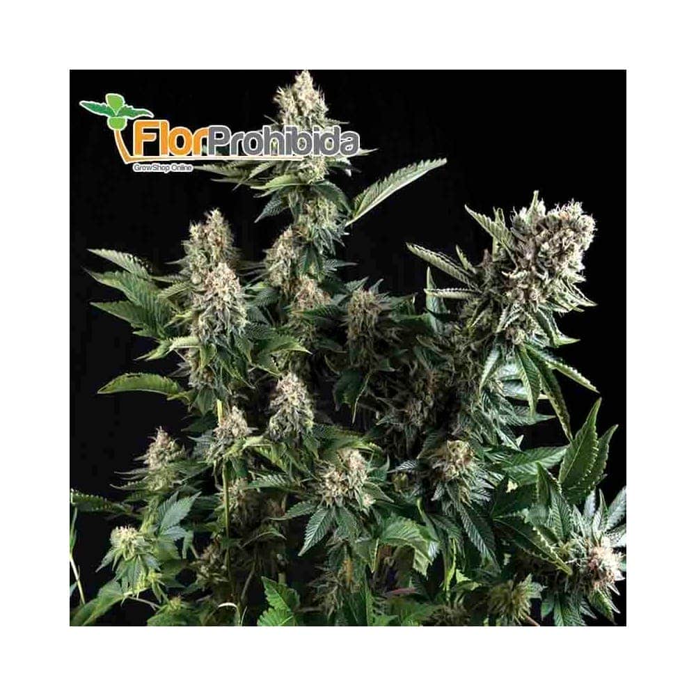 Auto White Widow (Pyramid Seeds) - Semillas autoflorecientes de marihuana.