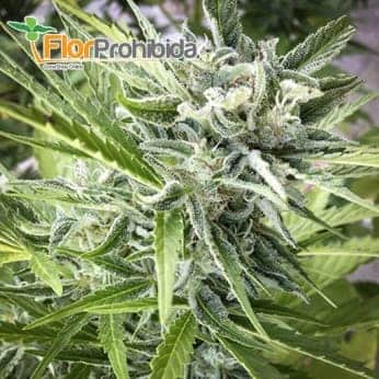 Mr. Mother Earth de Mr. Hide Seeds - Semillas de marihuana feminizadas.