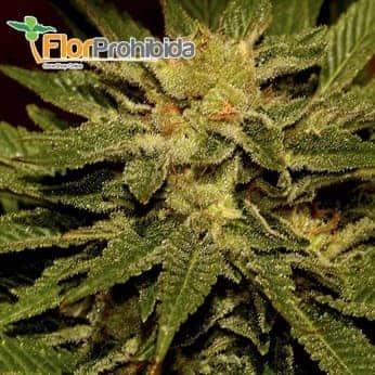 Mr. Cheese de Mr. Hide Seeds - Semillas de marihuana feminizadas.