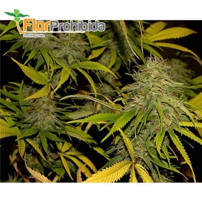 Mr. California Pearl de Mr. Hide Seeds - Semillas feminizadas de marihuana.
