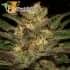 Mr. Eiden Mass (Mr. Hide Seeds) - Semillas de marihuana feminizadas.