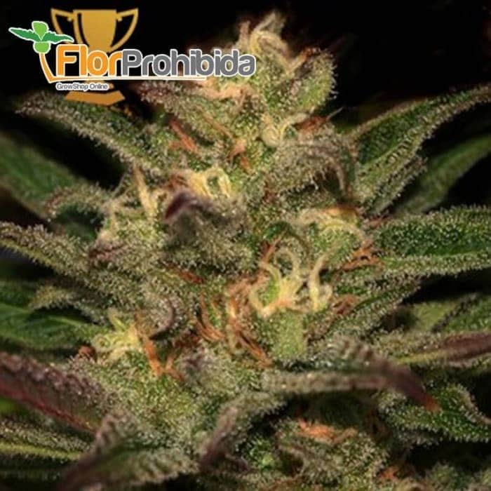 Mr. Eiden Mass (Mr. Hide Seeds) - Semillas de marihuana feminizadas.