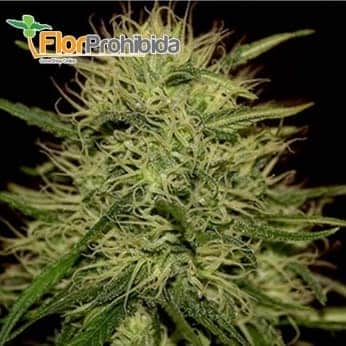 Mr. Jack Mass de Mr. Hide Seeds - Semillas de marihuana feminizadas.
