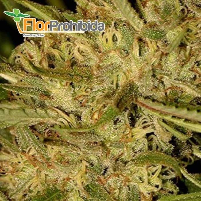 Mr. Kritikal Mass de Mr. Hide Seeds - Semillas de marihuana feminizadas.