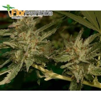 Mr. Amnesia Mass de Mr. Hide Seeds - Semillas de marihuana feminizadas.