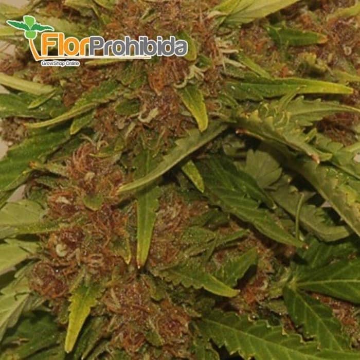 Auto kritikal Red de Mr. Hide Seeds - Semillas de marihuana feminizadas.