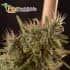 Mr. Piaya Haze CBD  (Mr. Hide Seeds) - Semillas de marihuana medicinal.