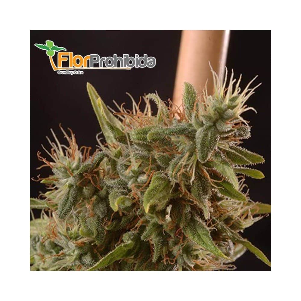 Mr. Piaya Haze CBD  (Mr. Hide Seeds) - Semillas de marihuana medicinal.
