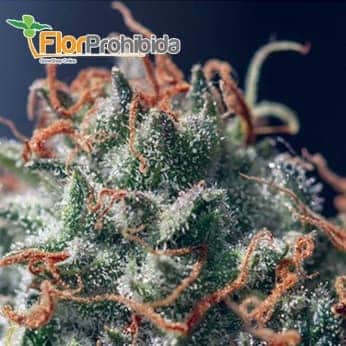 Mr. Full CBD de Mr. Hide Seeds - Semillas de marihuana medicinal.