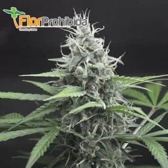 Auto Mazar Blue de Mr. Hide Seeds - Semillas de marihuana autoflorecientes.