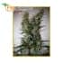 Jack Ultra CBD de Élite Seeds - Semillas marihuana medicinal.