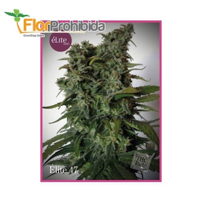 Élite 47 de Élite Seeds - Semillas de marihuana feminizadas.