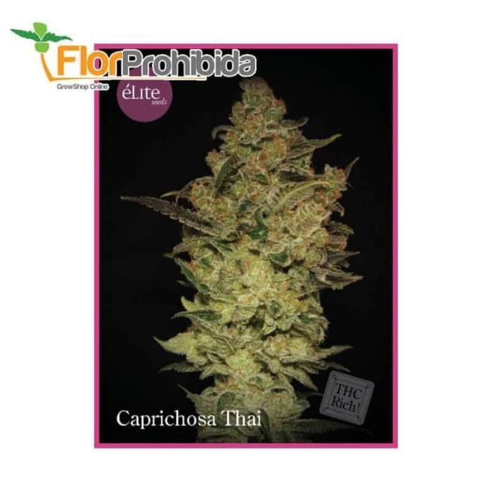 Caprichosa Thai - Semillas feminizadas de marihuana.