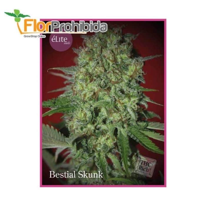 Bestial Skunk de Élite Seeds - Semillas de marihuana productivas