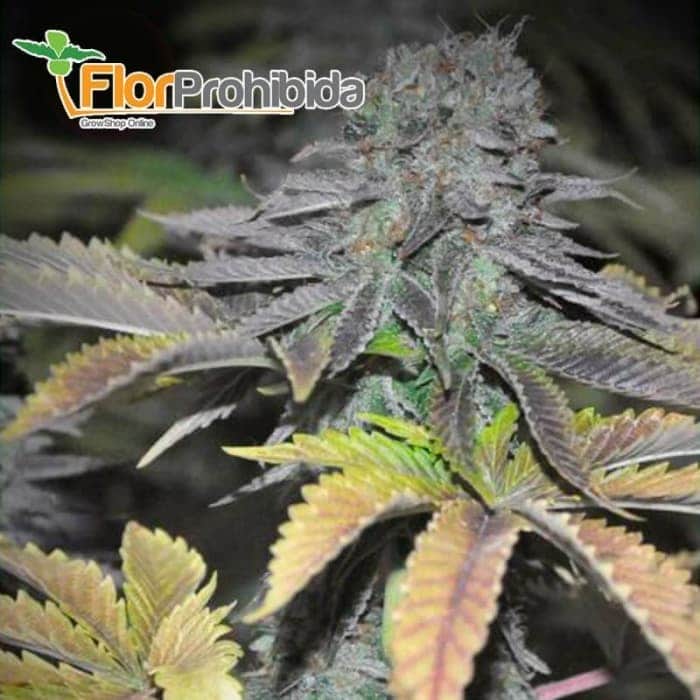 Early Widow de Élite Seeds - Semillas marihuana productivas.