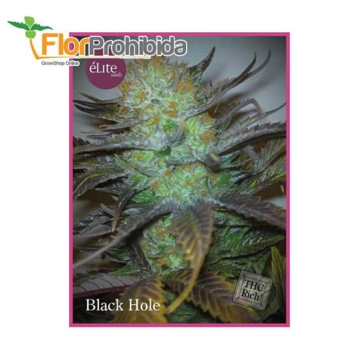 Black Hole de Élite Seeds - Semillas marihuana feminzadas.