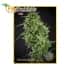 Amnesia Haze Ultra CBD de Élite Seeds - Semillas de marihuana medicinal.