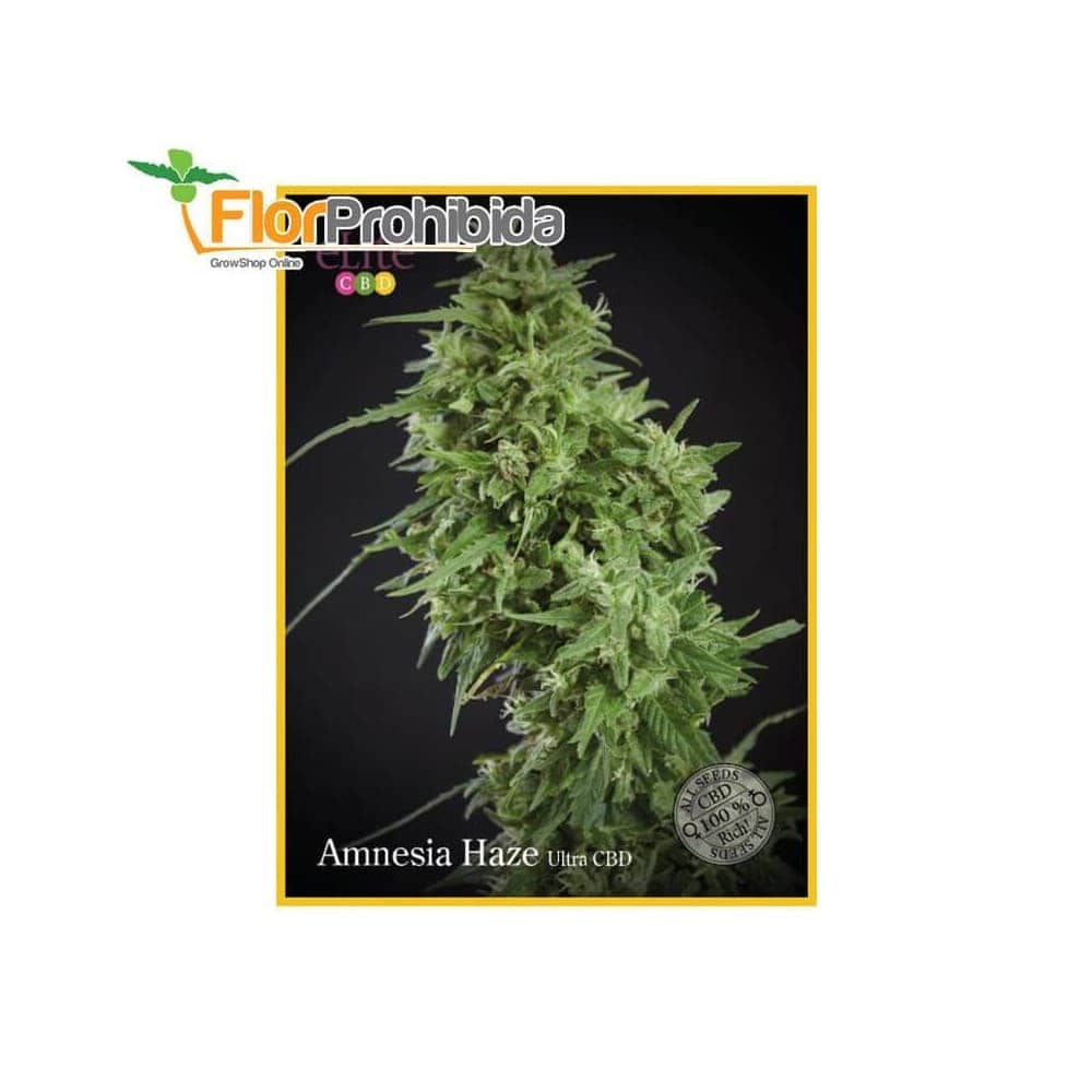 Amnesia Haze Ultra CBD de Élite Seeds - Semillas de marihuana medicinal.