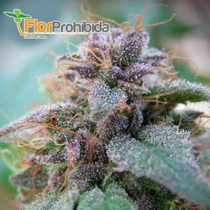 Blue Élite Índica de Élite Seeds - Semillas feminizadas de marihuana.