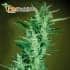 Élite 47 Auto de Élite Seeds - Semillas de marihuana autofloreciente.