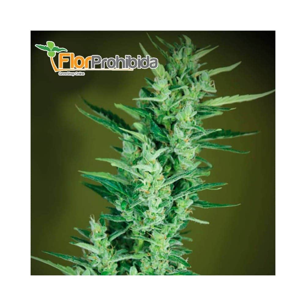 Élite 47 Auto de Élite Seeds - Semillas de marihuana autofloreciente.