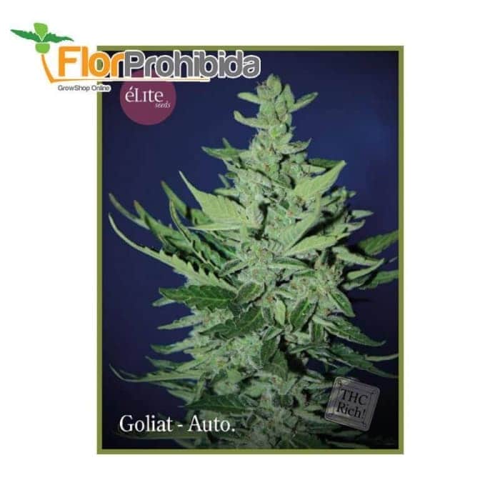 Goliat Auto de Élite Seeds - Semillas de marihuana autofloreciente.