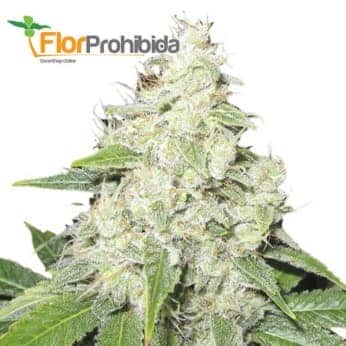 Mr. Sour-R de Mr. Hide Seeds - Semillas de marihuana de USA.