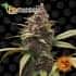 Ayahuasca Purple - Barney's Farm Seeds. Semillas de marihuana.