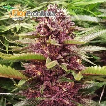 Mendocino Purple Kush (Medical Seeds) - Semillas de marihuana feminizadas.