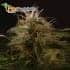 Auto Winweed CBD de Mr. Hide Seeds - Semillas de marihuana medicinal.