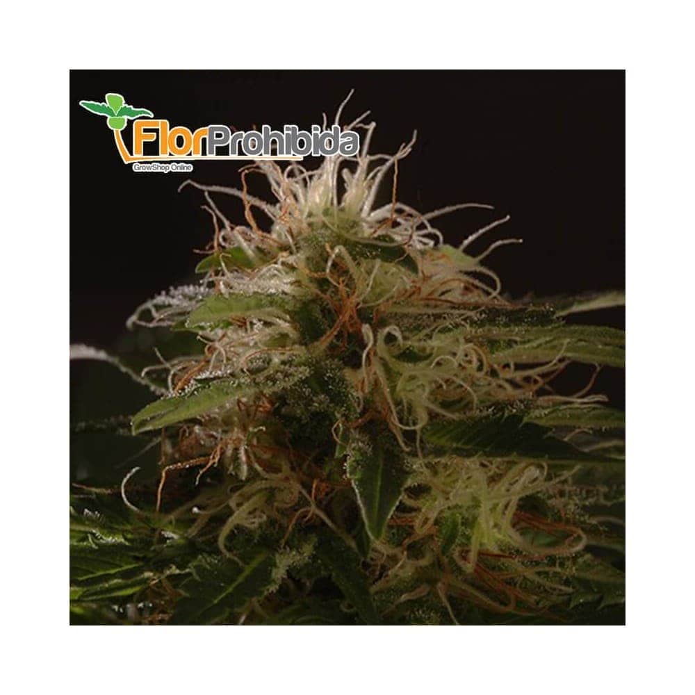 Auto Winweed CBD de Mr. Hide Seeds - Semillas de marihuana medicinal.