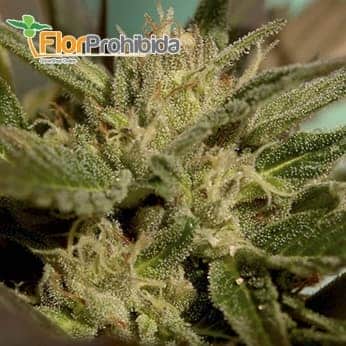 Mr. Jekyll Kush de Mr. Hide Seeds - Semillas de marihuana feminizadas.