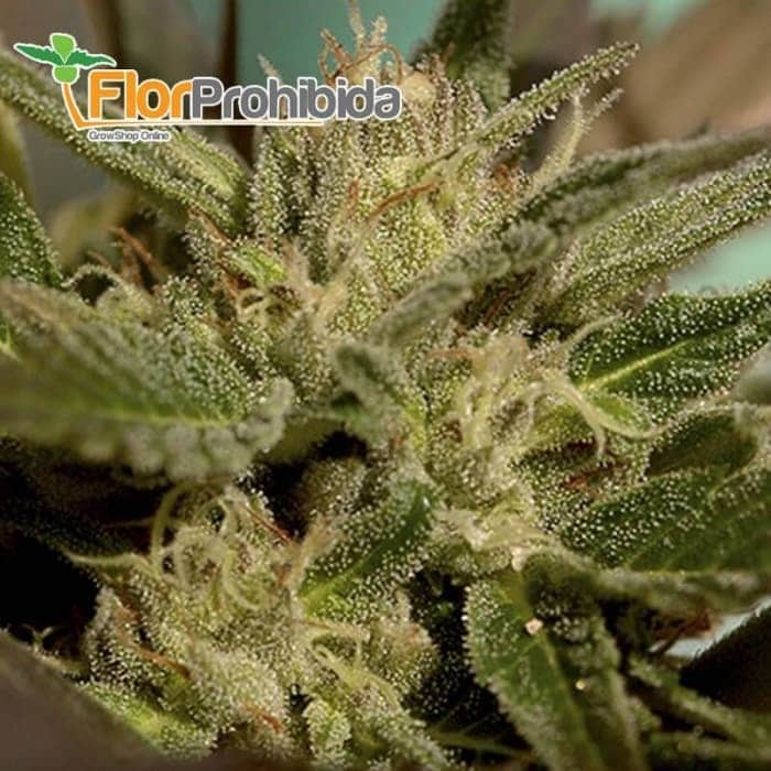 Mr. Jekyll Kush de Mr. Hide Seeds - Semillas de marihuana feminizadas.