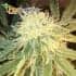 Mr. Sugar Lemon Haze de Mr. Hide Seeds - Semillas de marihuana feminizadas.