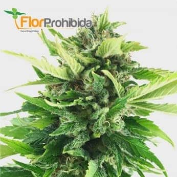 Mr. Black Banana de Mr. Hide Seeds - Semillas de marihuana feminizadas. 