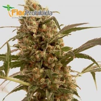mr. mango crack mr. hide semilla de marihuana feminizada