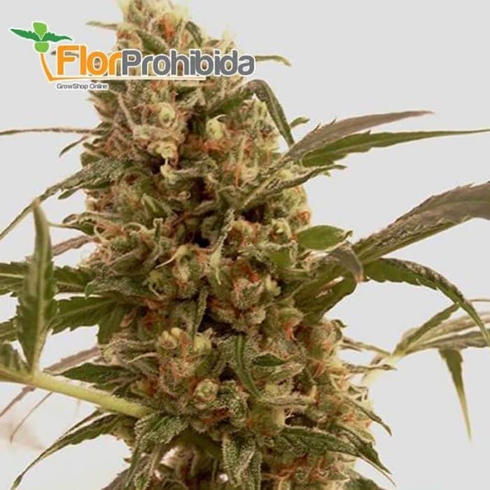 mr. mango crack mr. hide semilla de marihuana feminizada