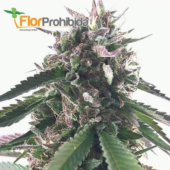 mr. blueberry bud mr. hide semilla marihuana feminizada