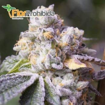 Mr. Gorilla Cream de Mr. Hide Seeds - Semillas feminizadas de marihuana.