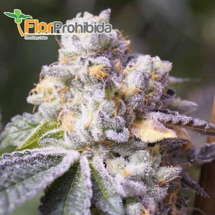 Mr. Gorilla Cream de Mr. Hide Seeds - Semillas feminizadas de marihuana.