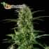 Without THC de Mr. Hide Seeds - Semillas de marihuana medicinal.