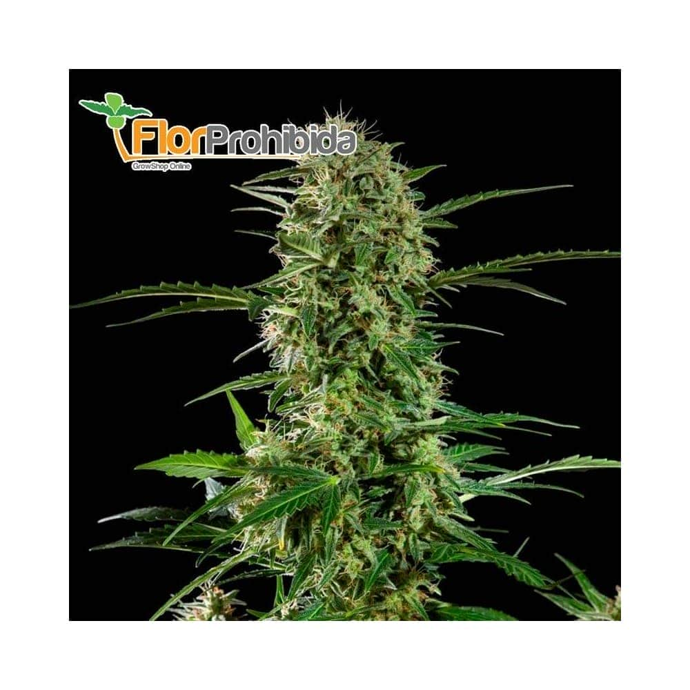 Without THC de Mr. Hide Seeds - Semillas de marihuana medicinal.