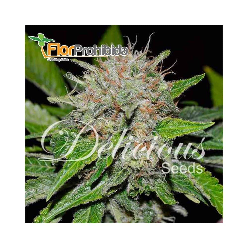 Deep Mandarin CBD de Delicious Seeds - Semillas de marihuana medicinal.