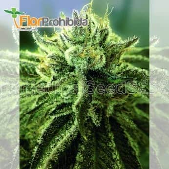 Canadian Kush 2.0 de Medical Seeds - Semillas de marihuana feminizadas.