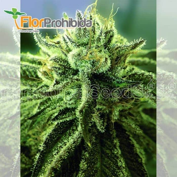 Canadian Kush 2.0 de Medical Seeds - Semillas de marihuana feminizadas.