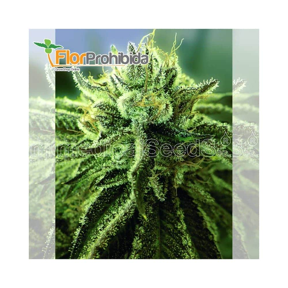 Canadian Kush 2.0 de Medical Seeds - Semillas de marihuana feminizadas.