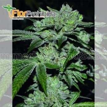 Sour Glue de Medical Seeds - Semillas de marihuana feminizadas.